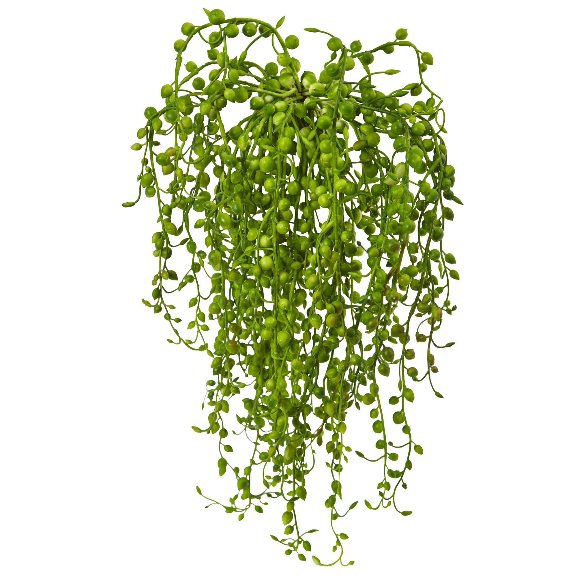 15" Senecio Succulent, 3ct.